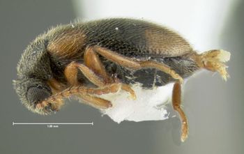Media type: image;   Entomology 613379 Aspect: habitus lateral view
